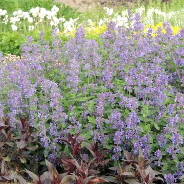 Nepeta racemosa Blu (semi)