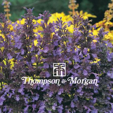 Nepeta transcaucasica Blue Infinity
