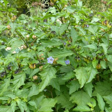 Nicandra physalodes