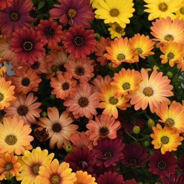Osteospermum Akila Sunset Shades (semi)