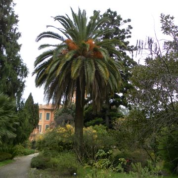 Phoenix canariensis (semi) - Palma delle Canarie