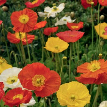 Papaver nudicaule Pulchinella Mixed