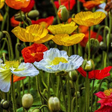 Papaver nudicaule Wind Song Mix (semi)