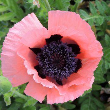 Papaver orientale Prinzessin Viktoria Luise (semi)