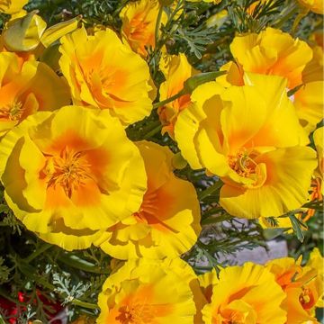 Eschscholzia Yukon Gold - Papavero della California