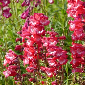 Penstemon hartwegii Le Phare (Scarlet Queen) (semi)