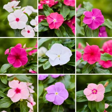 Catharanthus roseus Heatwave Mix (semi) - Pervinca del Madagascar