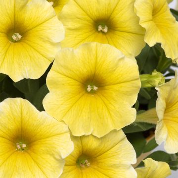 Petchoa Caliburst Yellow (semi)