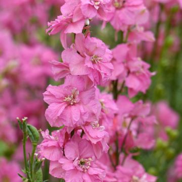 Delphinium Imperial QIS Rose (semi) - Speronella