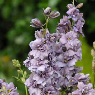 Delphinium consolida Misty Lavender - Speronella
