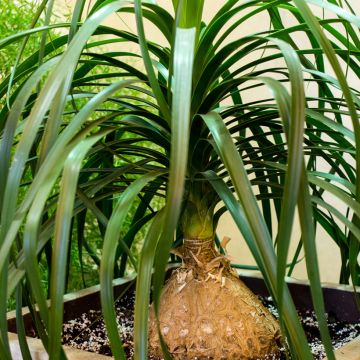 Beaucarnea recurvata - Pianta mangiafumo (semi)