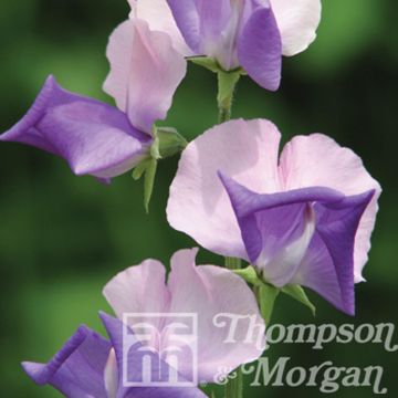 Lathyrus Erewhon - Cicerchia odorosa