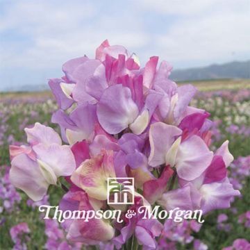 Pisello odoroso Prima Ballerina