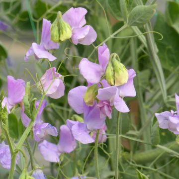 Pisello odoroso Spring Sunshine Lilac (semi) - Lathyrus odoratus 