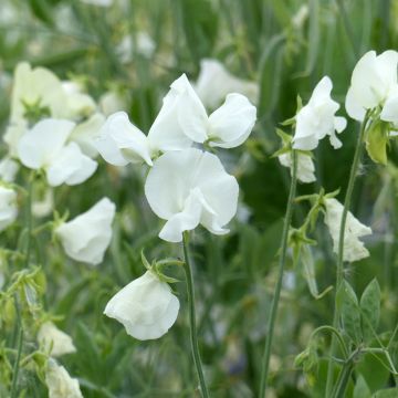 Pisello odoroso Spring Sunshine White (semi) - Lathyrus odoratus 