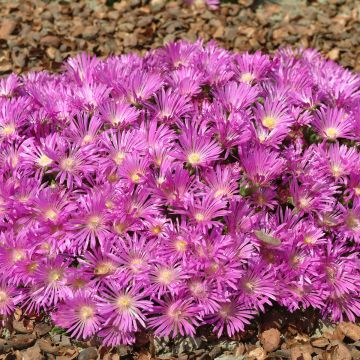 Delosperma cooperi Table Mountain (Semi rivestiti)