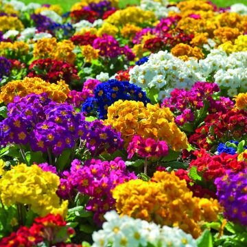 Primula elatior Crescendo® Mix (primed) (semi) - Primula maggiore