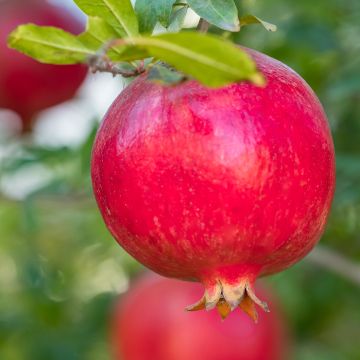 Melograno (semi) - Punica granatum