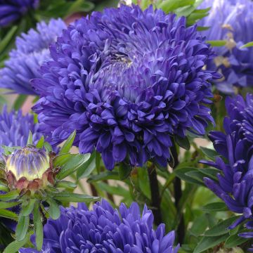 Astro della Cina King Size Mid-Blue (semi) - Callistephus chinensis