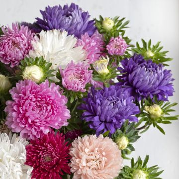 Astro della Cina King Size Mix - Callistephus