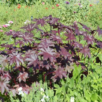 Ricino New Zealand Purple (semi) - Ricinus communis