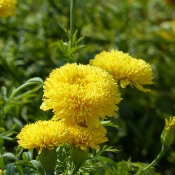 Tagetes erecta Fantastic Yellow (semi) - Tagete eretta