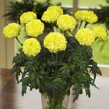 Tagetes erecta Nosento Limegreen F1 (semi) - Tagete erecta