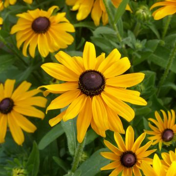 Rudbeckia hirta Marmalade BIO (semi)