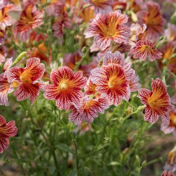 Salpiglossis sinuata Tora Red (Semi rivestiti)