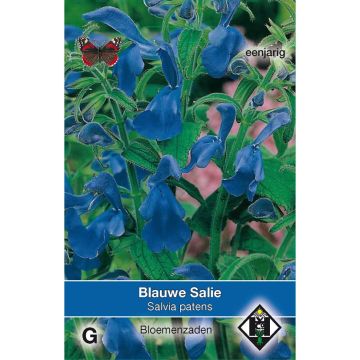 Salvia patens - Salvia genziana