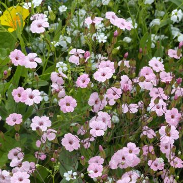 Vaccaria hispanica Pink Beauty BIO (semi)