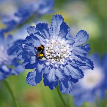 Scabiosa caucasica Fama Deep Blue (semi)