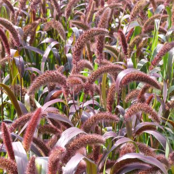 Setaria italica Red Jewel BIO (semi)