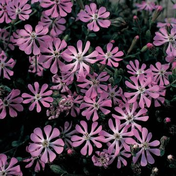Silene colorata Pink Pirouette