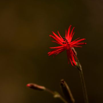 Silene laciniata Jack Flash