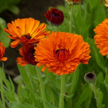 Calendula officinalis Indian Prince BIO (semi) - Calendola