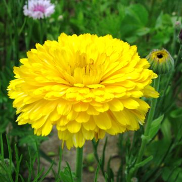 Calendula officinalis Pacific Beauty Lemon (semi) - Calendola