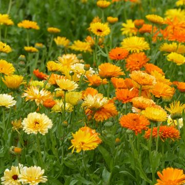 Calendula officinalis Pacific Beauty Mix (semi) - Calendola