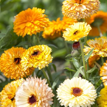 Calendula officinalis Playtime Mix - Calendola