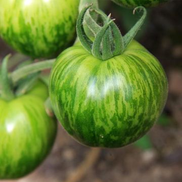Pomodoro Green Zebra BIO