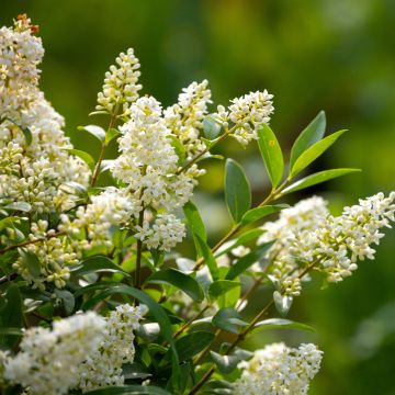 Ligustrum vulgare - Ligustro (semi)