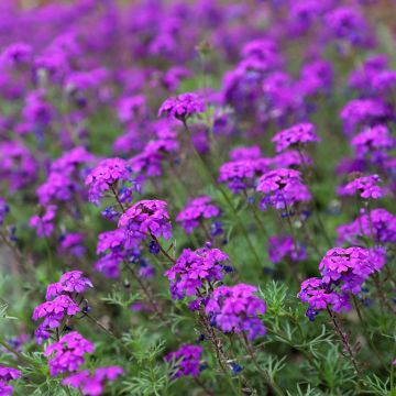 Verbena Imagination (semi)