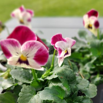 Viola cornuta Laeta Pink Bicolor (semi)