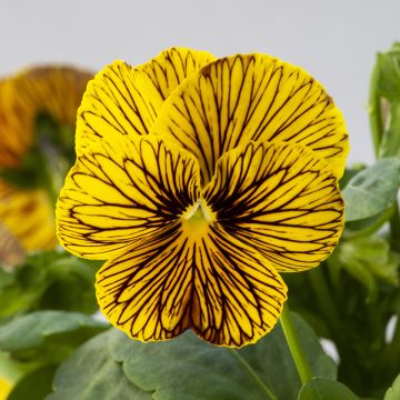 Viola cornuta Tiger Eye Yellow