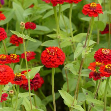 Zinnia elegans Lilliput Scarlet Gem (semi)