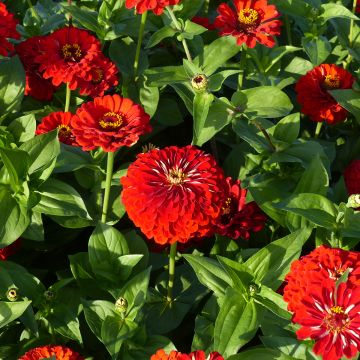 Zinnia elegans Scarlet Flame (semi)