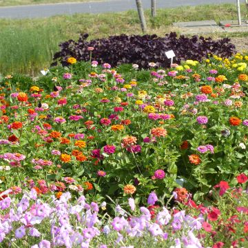 Zinnia nain Pépito Extra Mix (semi)