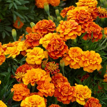 Tagetes patula Reine Sophie BIO (semi)