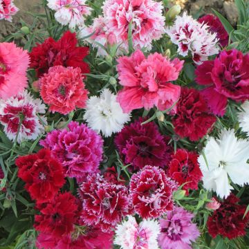 Dianthus chienesis double Imperial Mix (semi) - Garofano