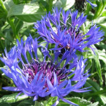 Centaurea montana (semi) - Fiordaliso montano